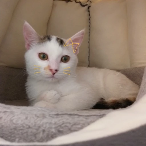 미오🐱