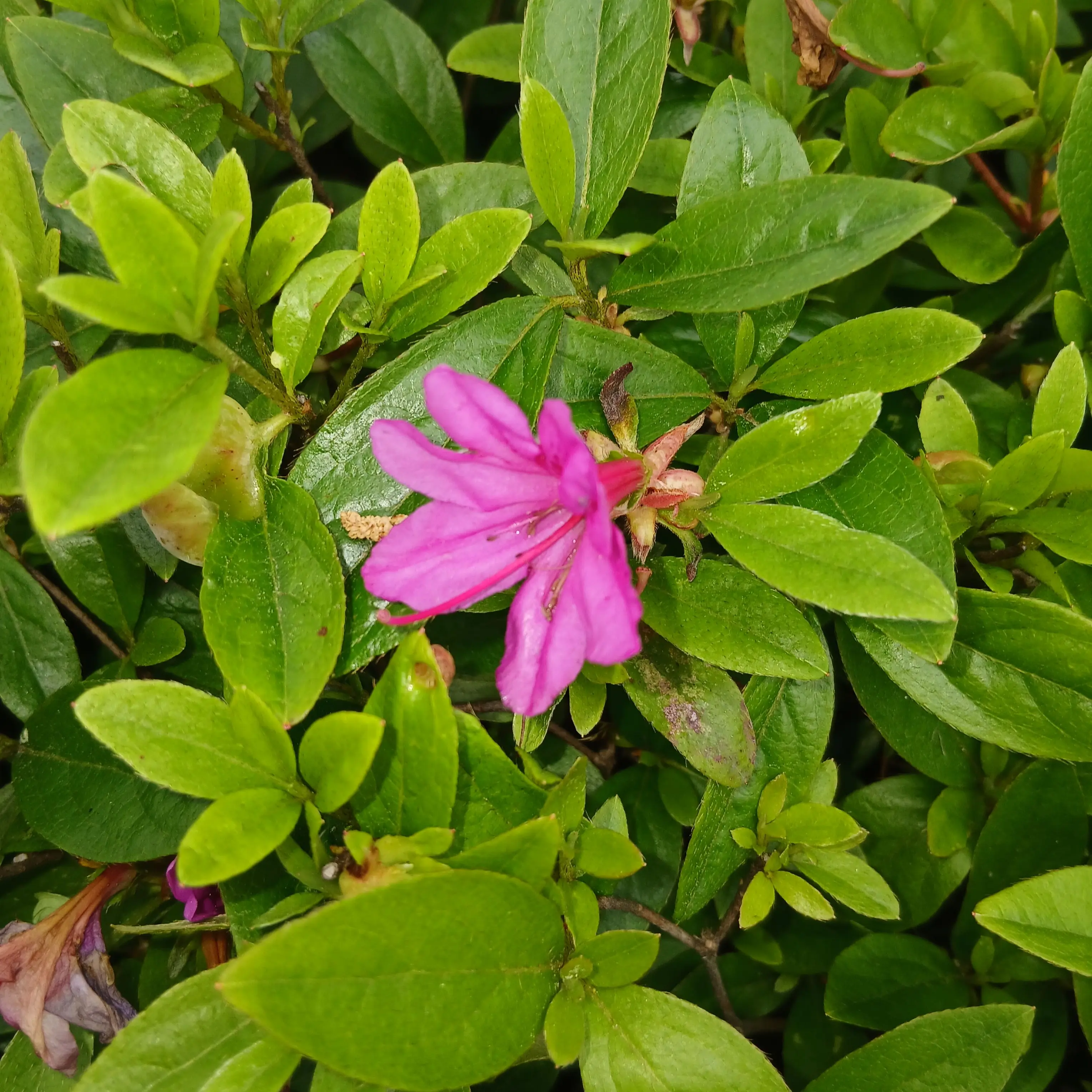 guang_gui의 급똥