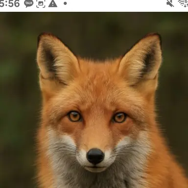 Profile image of 여우