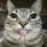 Profile image of 고앵이