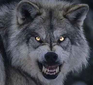 Profile image of Wolf
