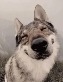 Profile image of Wolf