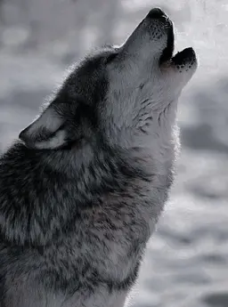 Profile image of Wolf