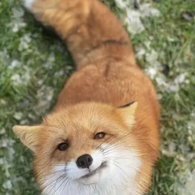 Profile image of Fox