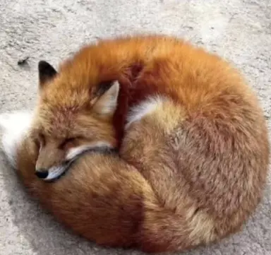 Profile image of Fox