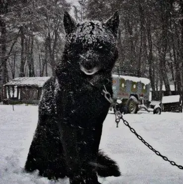 Profile image of COD- FOUND HYBRID USER