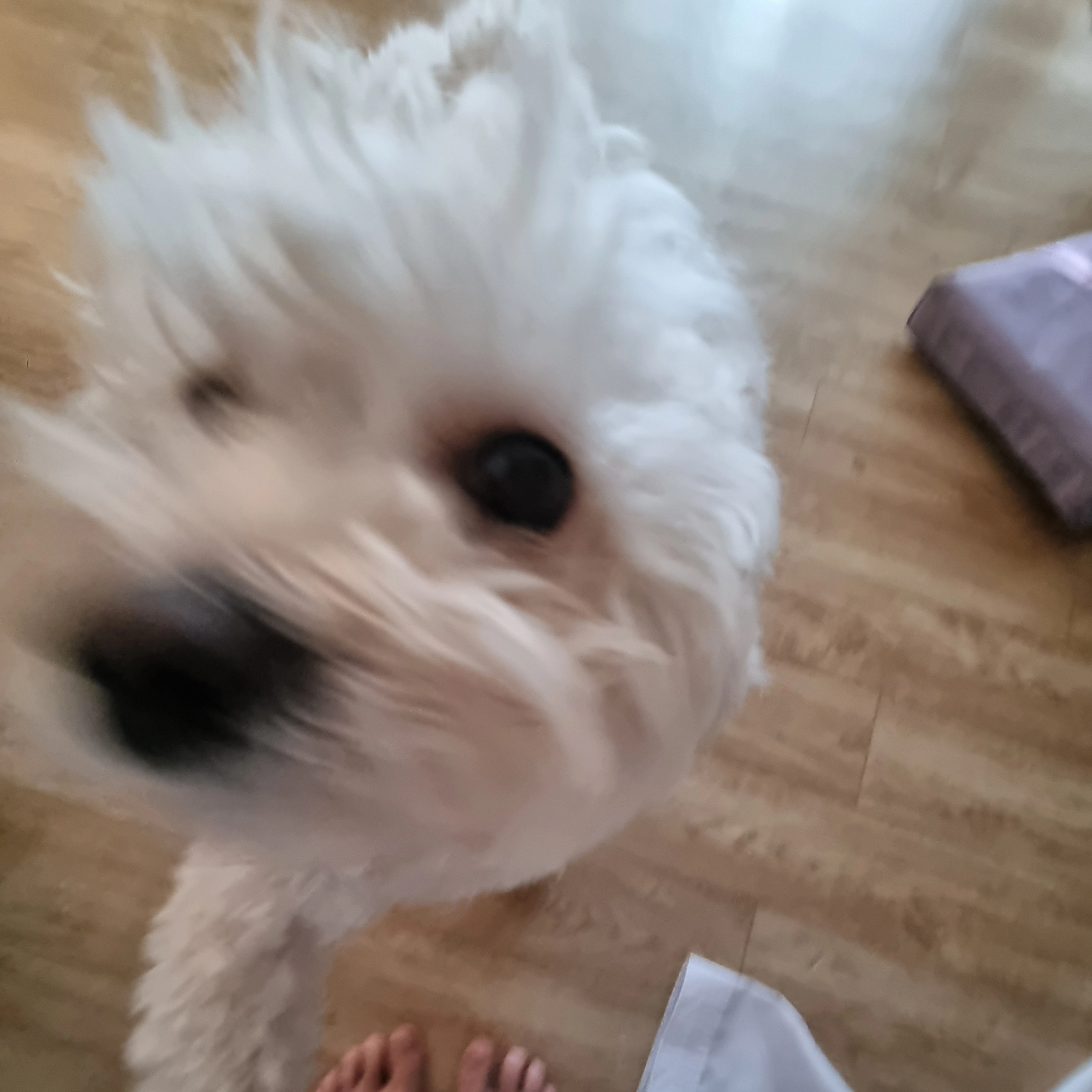 쿠키냠