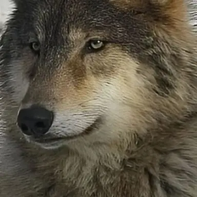Profile image of 알리비