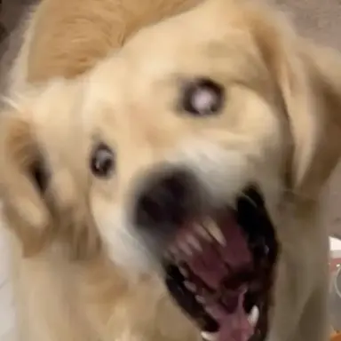 Profile image of 안티팬