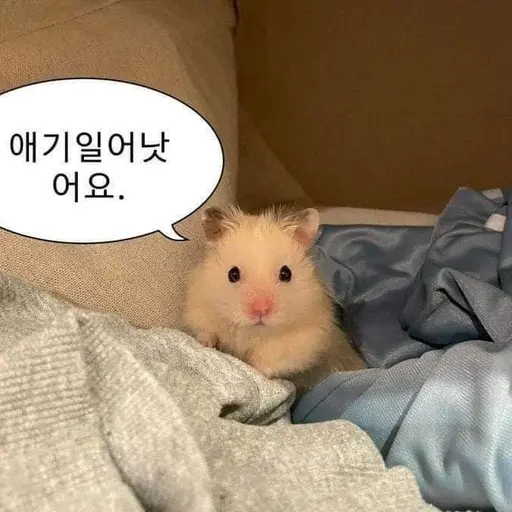 Tetooooooo7777의 님 집 구석에서 굴러다니는 햄찌.치즈