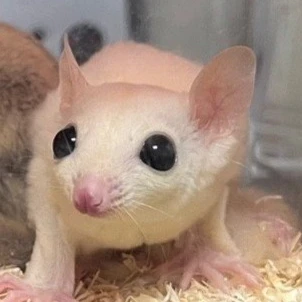 루피