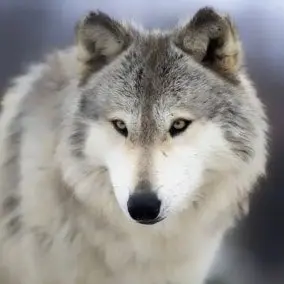 Profile image of Wolf