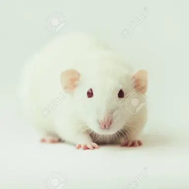 Profile image of 쥑찍이