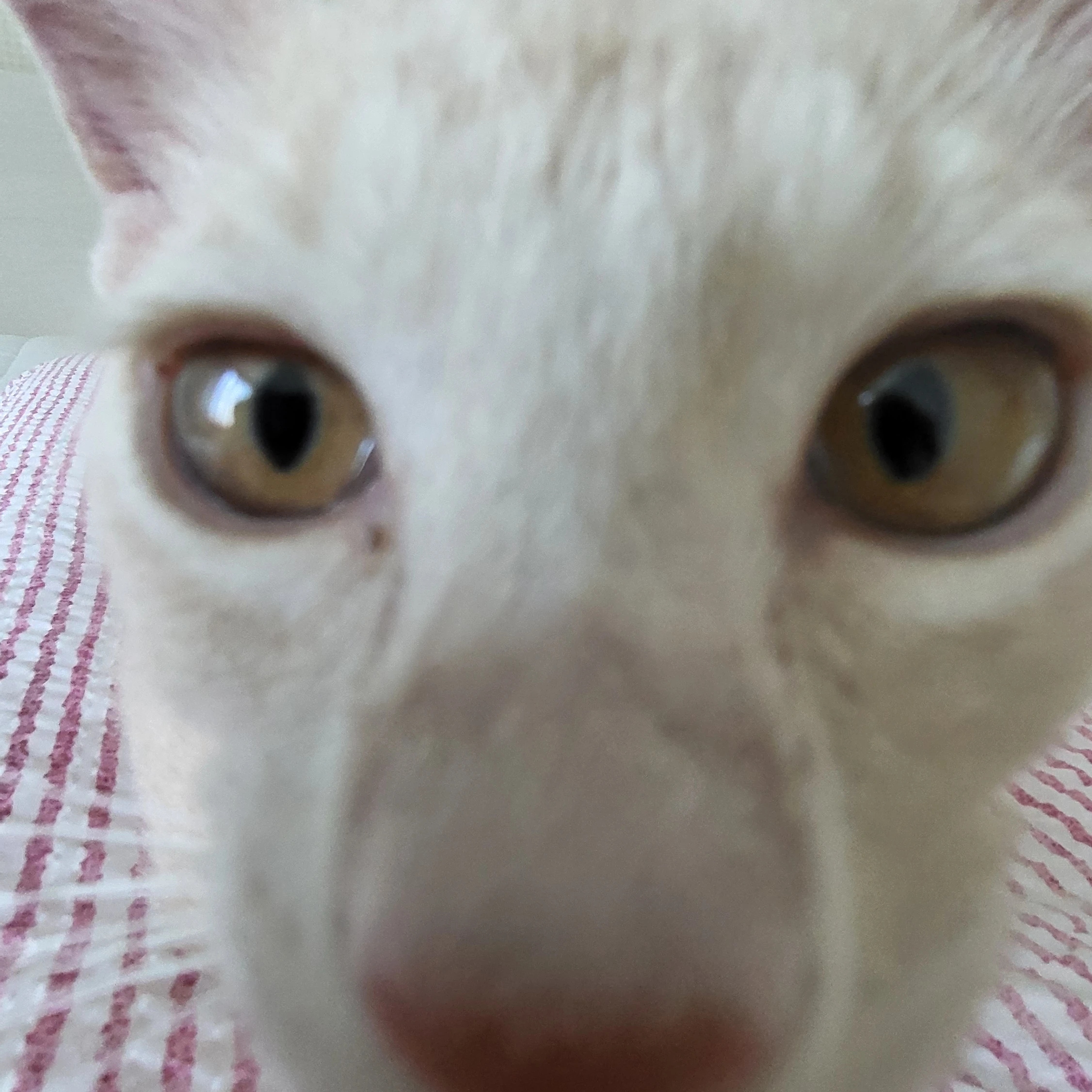 유타