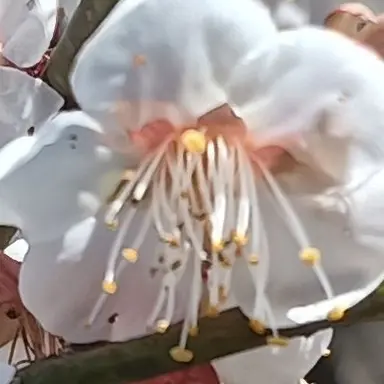 Profile image of ぶりりん子