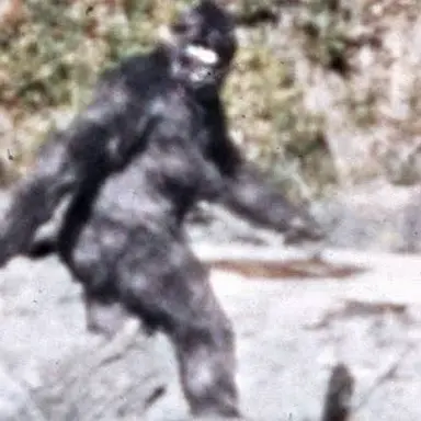 Profile image of 빅풋