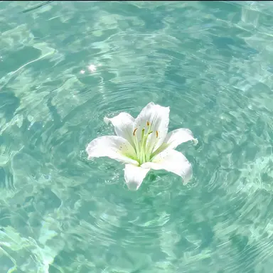 Profile image of 텔러