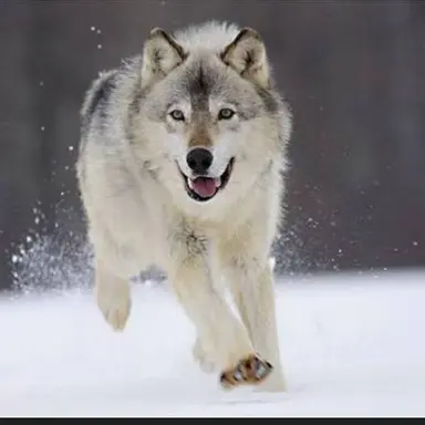 Profile image of 류헤이 진