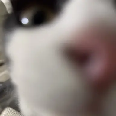 Profile image of 오야츠미 아이리