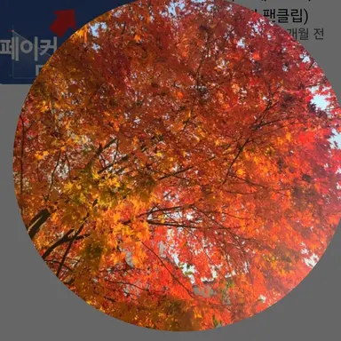 Profile image of 김망고