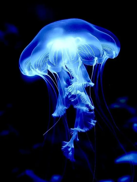 MurkyEra1024의 The Sea