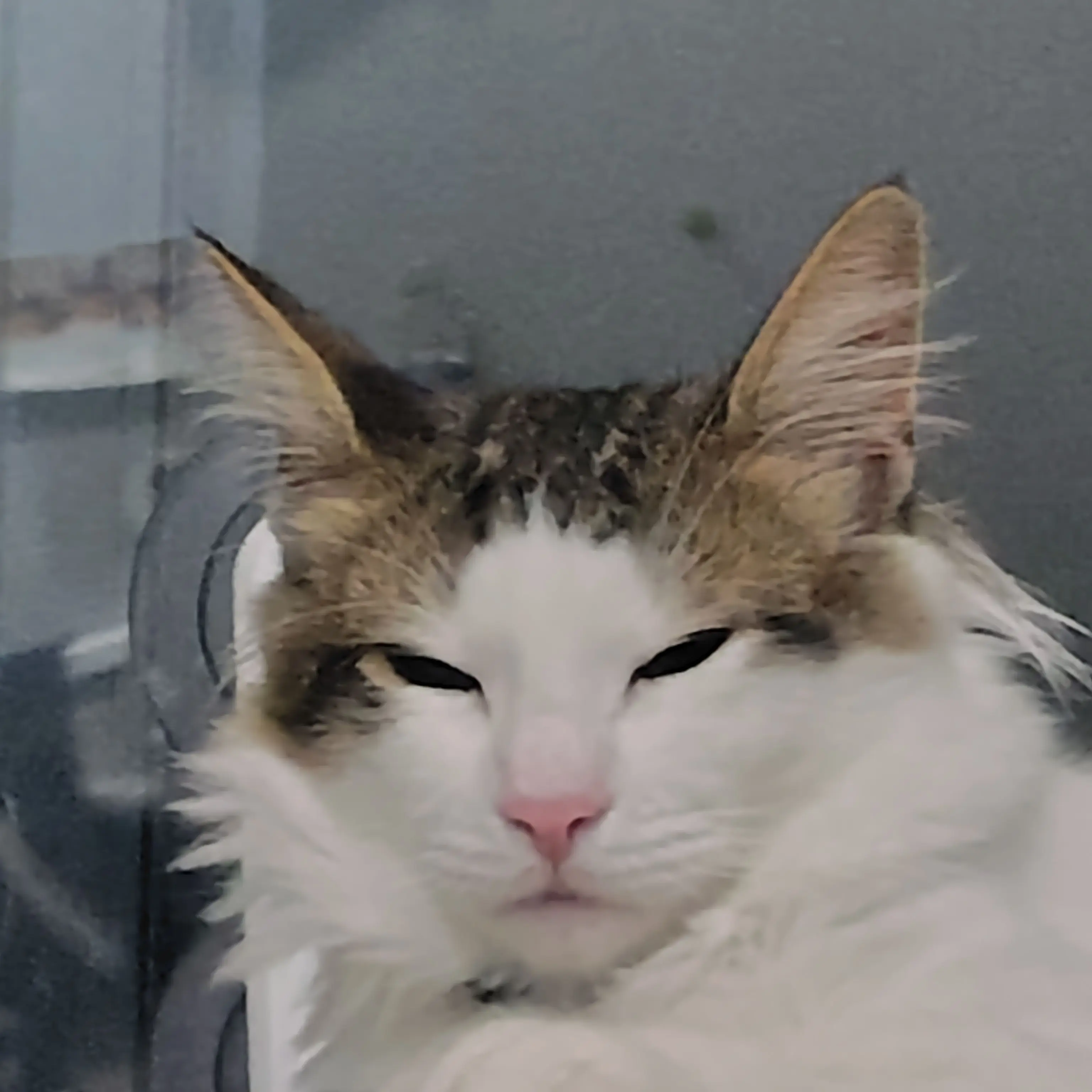 VainWood6467의 通りすがりの発情期の獣人に押し倒される