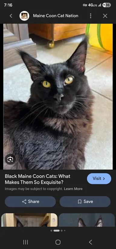Profile image of Minx