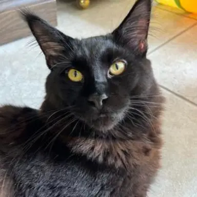 Profile image of Minx