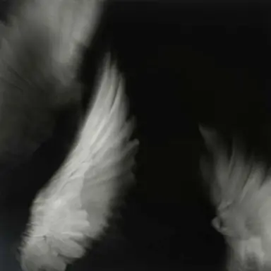 Profile image of ハニ