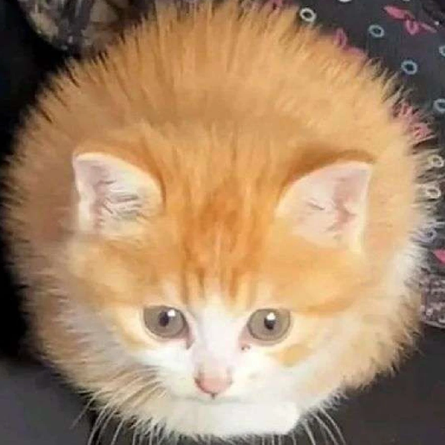 치즈버거