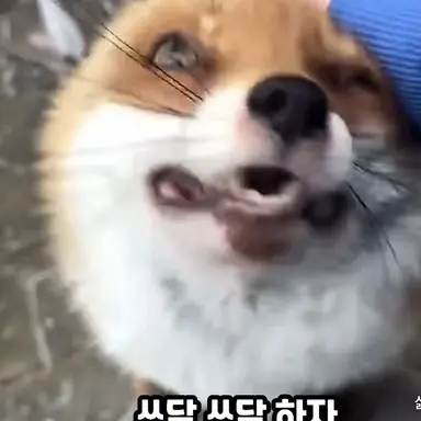 Profile image of 여우