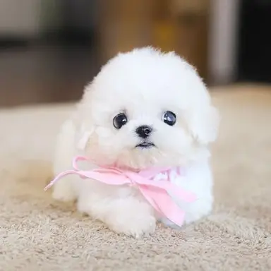 Profile image of 아기 비숑 프리제