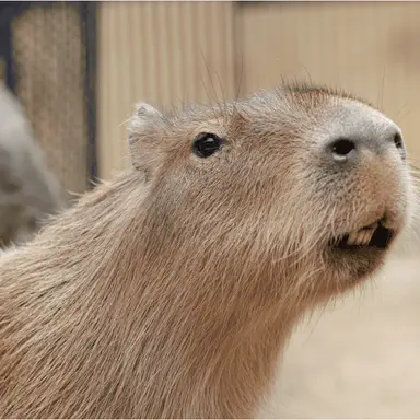 Profile image of せんせー