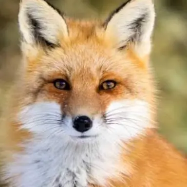 Profile image of Kitsune