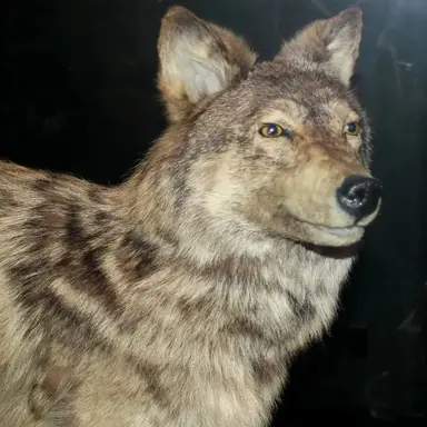 Profile image of オオカミ