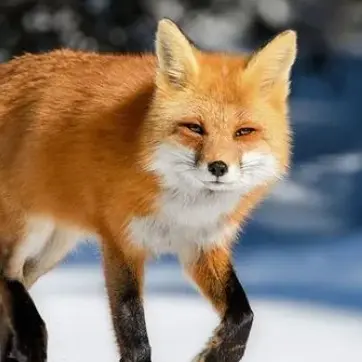 Profile image of キツネ