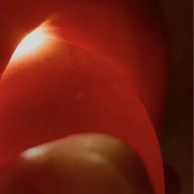 Profile image of 하루타니 미유