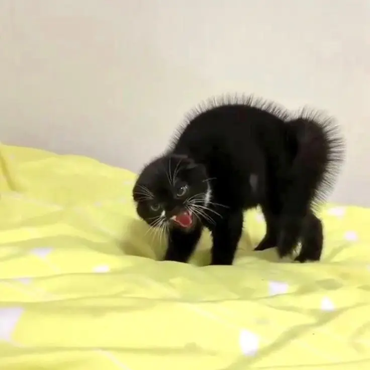 StingyGolf8417의 ねこねこ