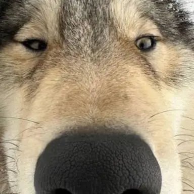 Profile image of 늑대