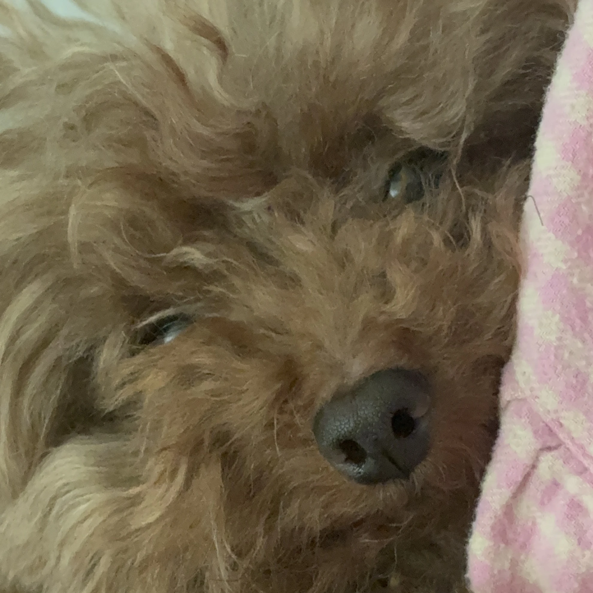 보보
