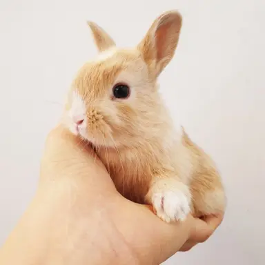 Profile image of 땅콩이