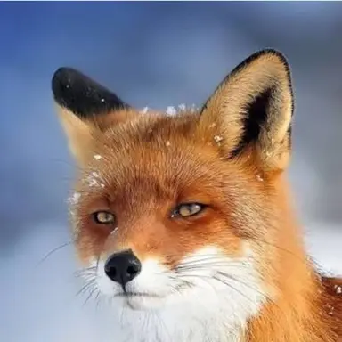 Profile image of 여우짓