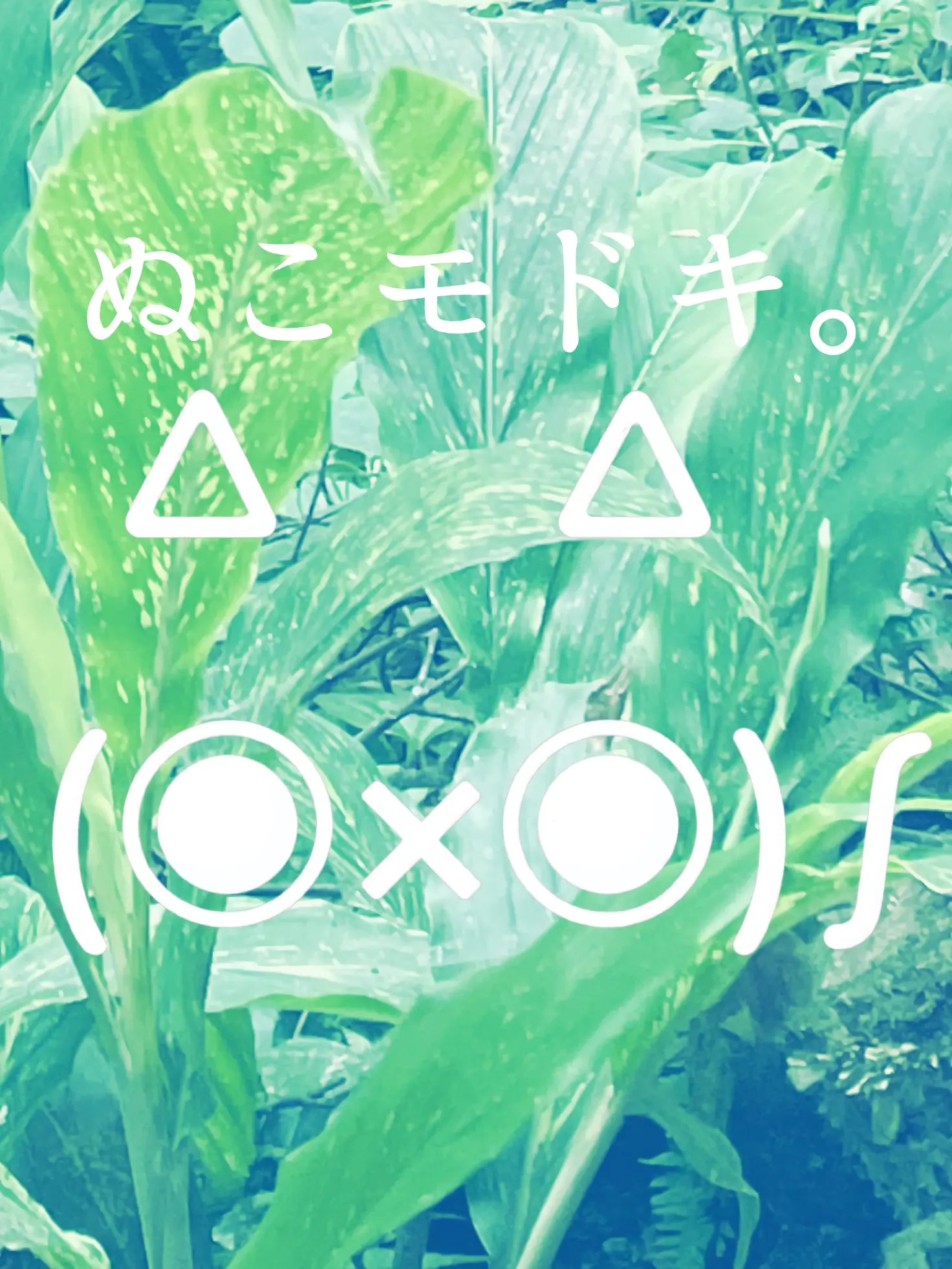 FloralCow7769의 ぬこモドキ。