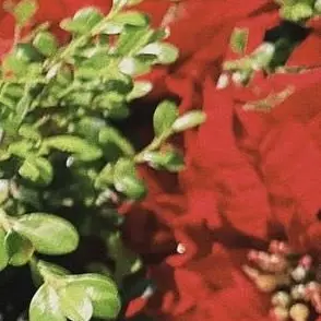 Profile image of 若井滉斗