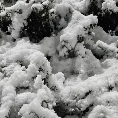 Profile image of 한설희