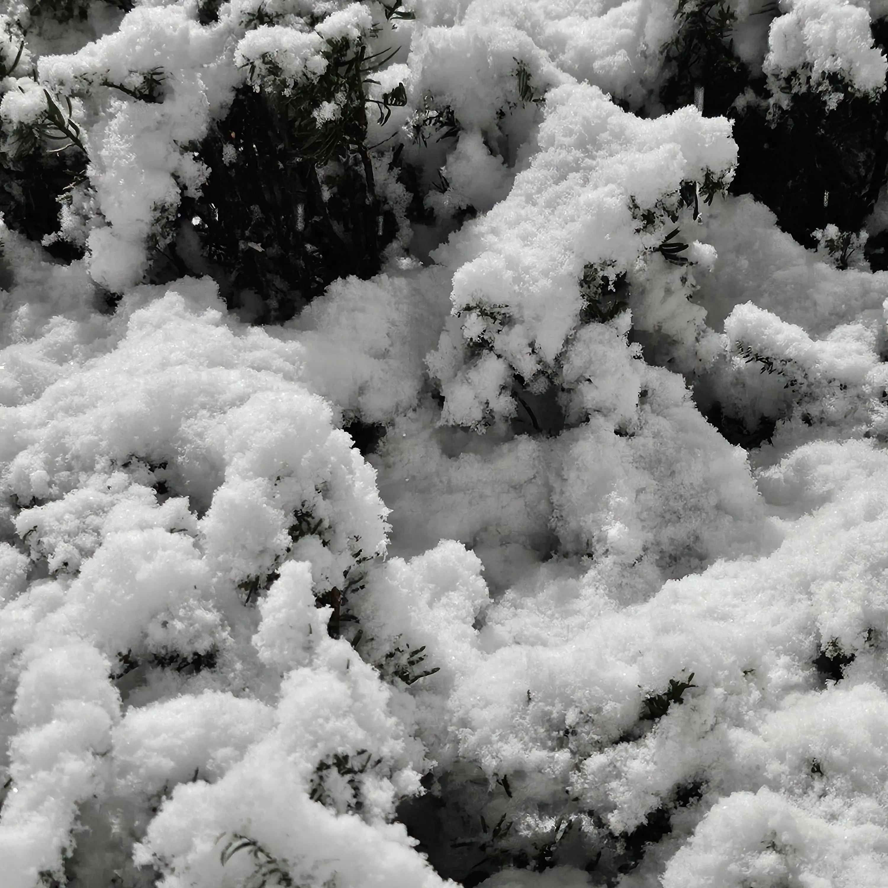 Trrrue_의 한설희