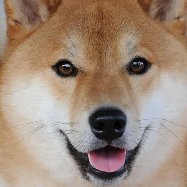 Profile image of 白