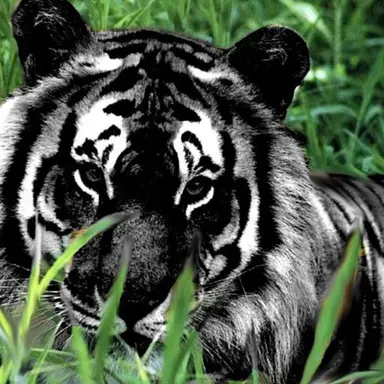 Profile image of 하비스