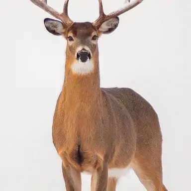 Profile image of 유이