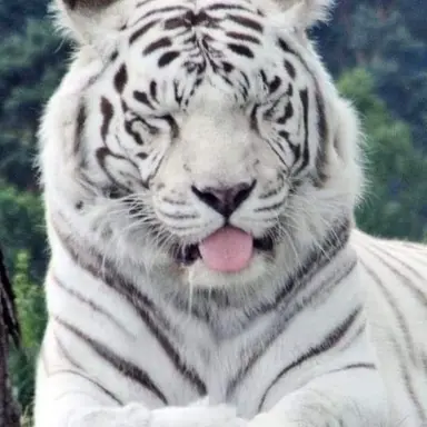 Profile image of 시리에스